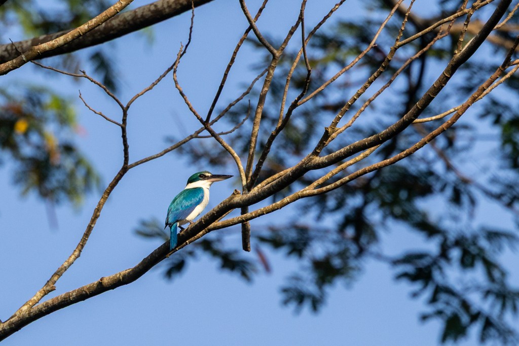 Collared Kingfisher at Kranji Marsh, Singapore