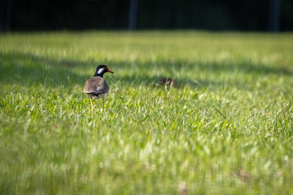 Red-wattled Lapwing at Kranji Marsh, Singapore