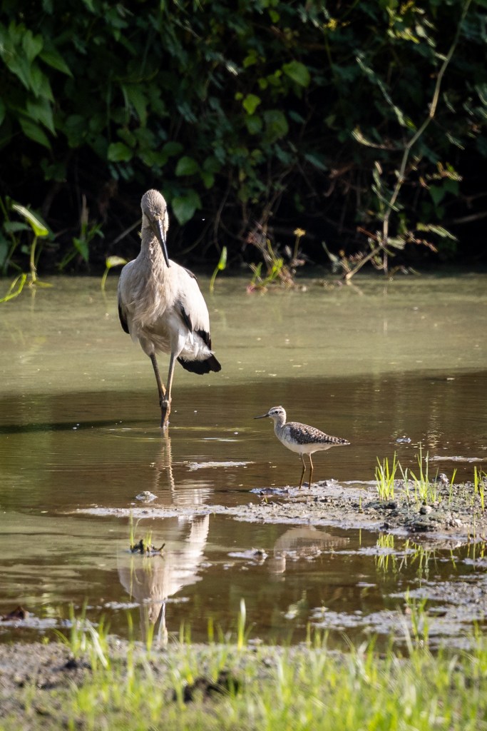 Asian Openbill and Wood Sandpiper at Kranji Marsh, Singapore