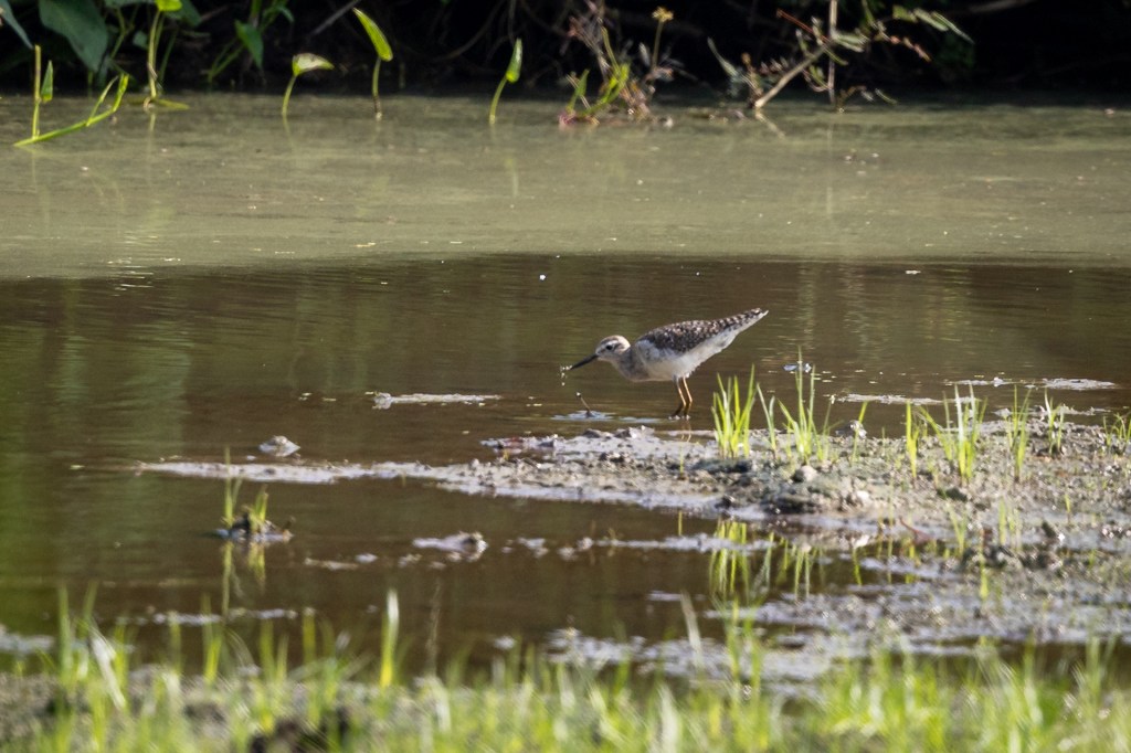 Wood Sandpiper at Kranji Marsh, Singapore