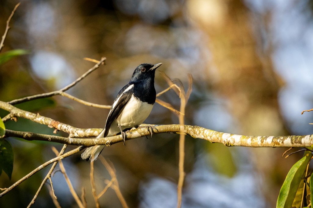 Oriental Magpie-robin at Kledang Saiong Forest Eco Park, Malaysia.