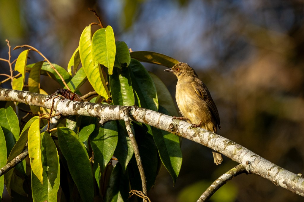Asian Red-eyed Bulbul at Kledang Saiong Forest Eco Park, Malaysia.