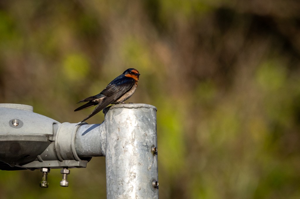 Pacific Swallow at Kledang Saiong Forest Eco Park, Malaysia.