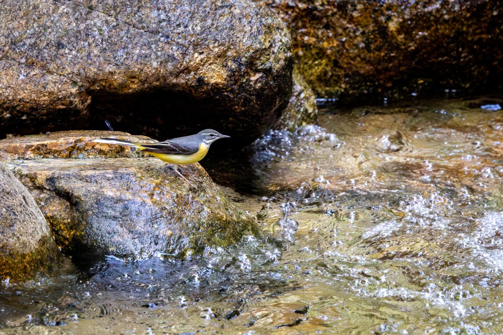 Gray Wagtail at Kledang Saiong Forest Eco Park, Malaysia.