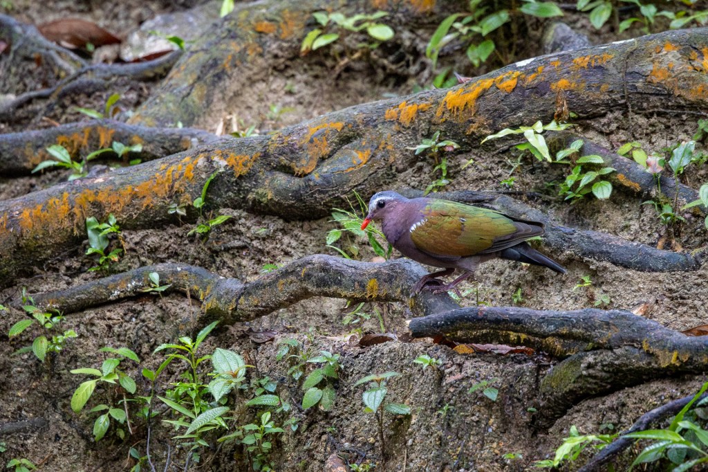 Common Emerald Dove at Kledang Saiong Forest Eco Park, Malaysia.
