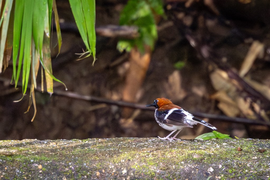 Chestnut-naped Forktail at Kledang Saiong Forest Eco Park, Malaysia.