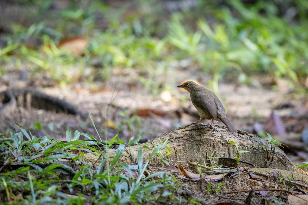 Asian Red-eyed Bulbul at Kledang Saiong Forest Eco Park, Malaysia.
