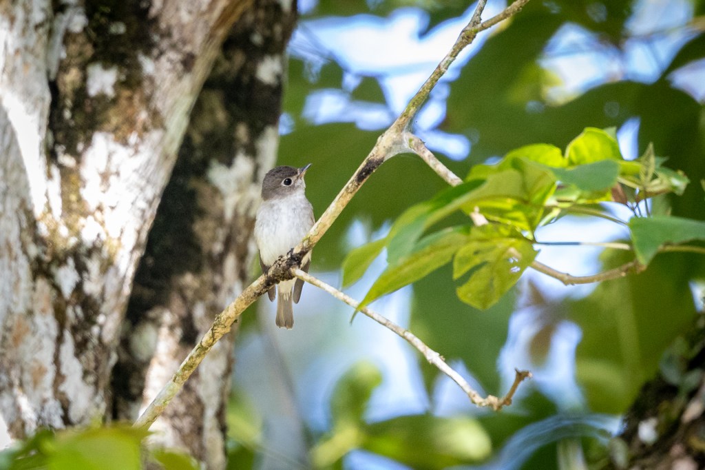 Asian Brown Flycatcher at Kledang Saiong Forest Eco Park, Malaysia.