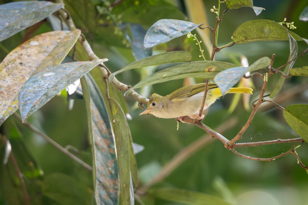 White-bellied Erponis at Kledang Saiong Forest Eco Park, Malaysia.