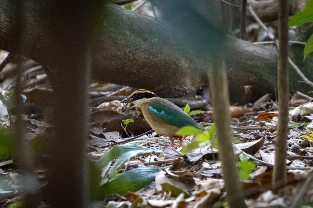 Fairy Pitta at Singapore Botanic Gardens, Singapore