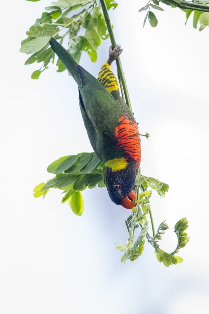 Coconut Lorikeet at Bukit Gombak Park, Singapore