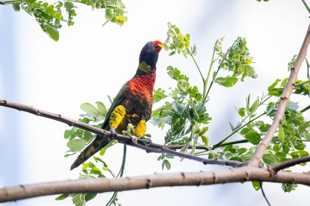 Coconut Lorikeet at Bukit Gombak Park, Singapore