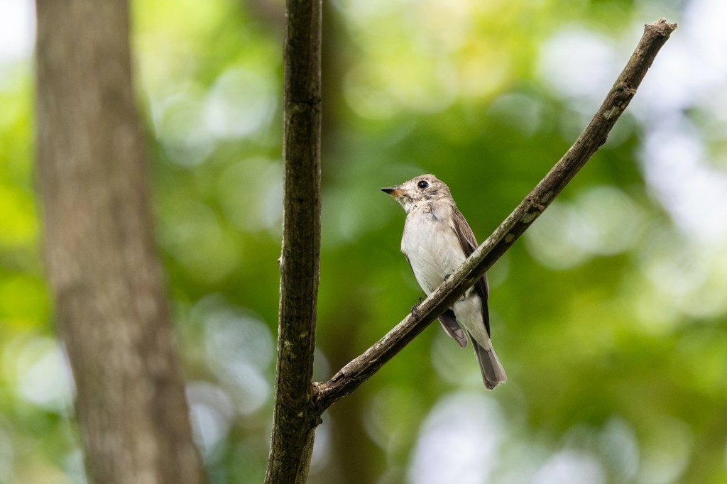 Asian Brown Flycatcher at Bukit Gombak Park, Singapore.