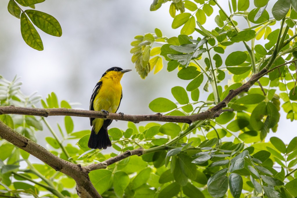 Common Iora at Bukit Gombak Park, Singapore.
