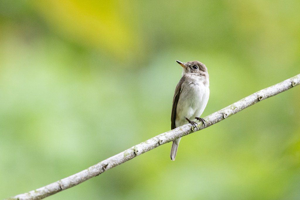 Asian Brown Flycatcher at Bukit Gombak Park, Singapore.