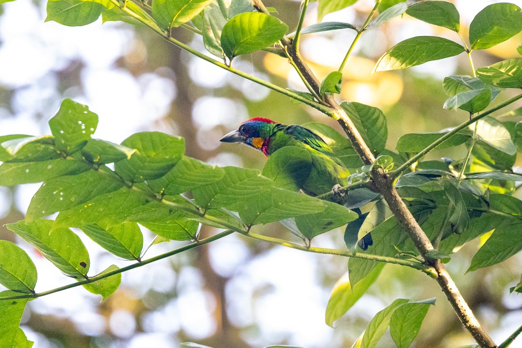 Red-crowned Barbet at Dairy Farm Nature Park, Singapore.