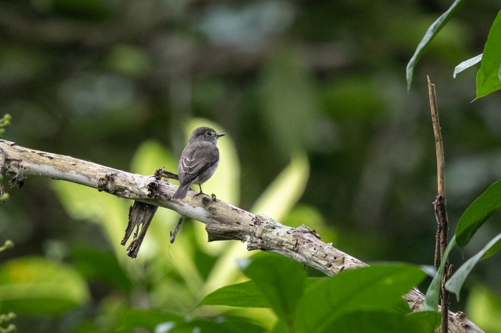 Dark-sided Flycatcher at Dairy Farm Nature Park, Singapore.