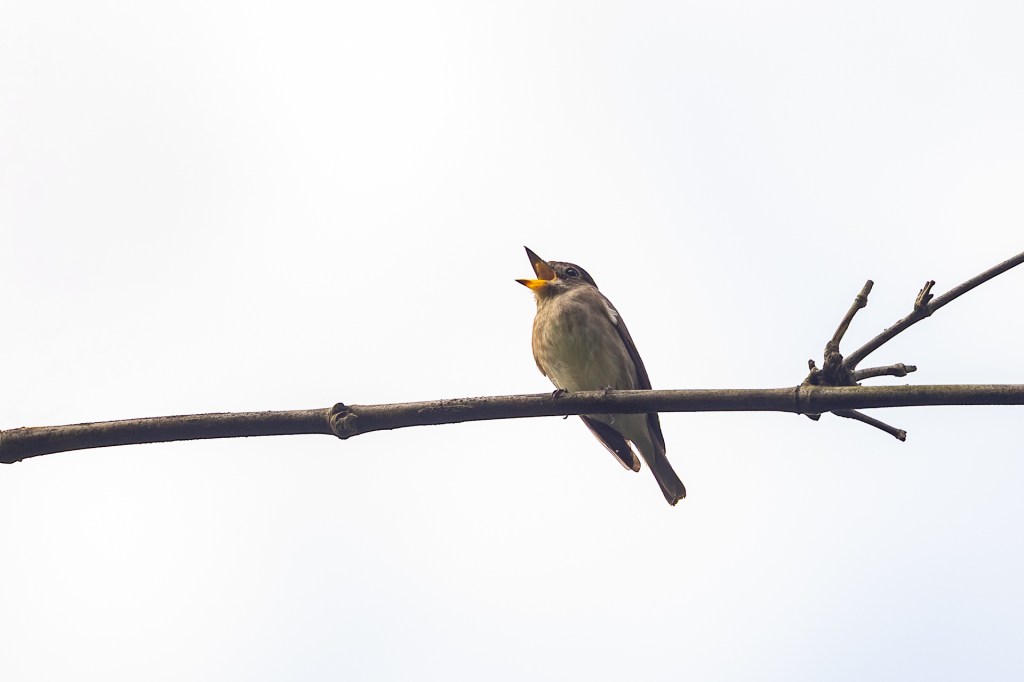 Asian Brown Flycatcher at Dairy Farm Nature Park, Singapore.