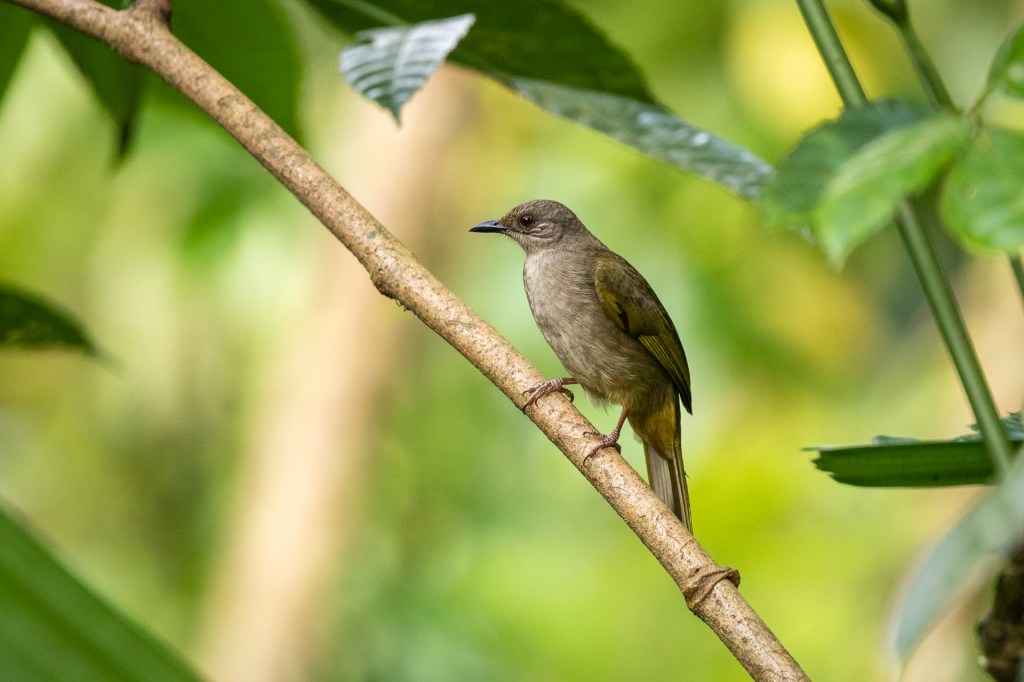Olive-winged Bulbul at Dairy Farm Nature Park, Singapore.