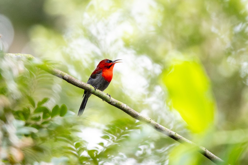 Crimson Sunbird at Dairy Farm Nature Park, Singapore.
