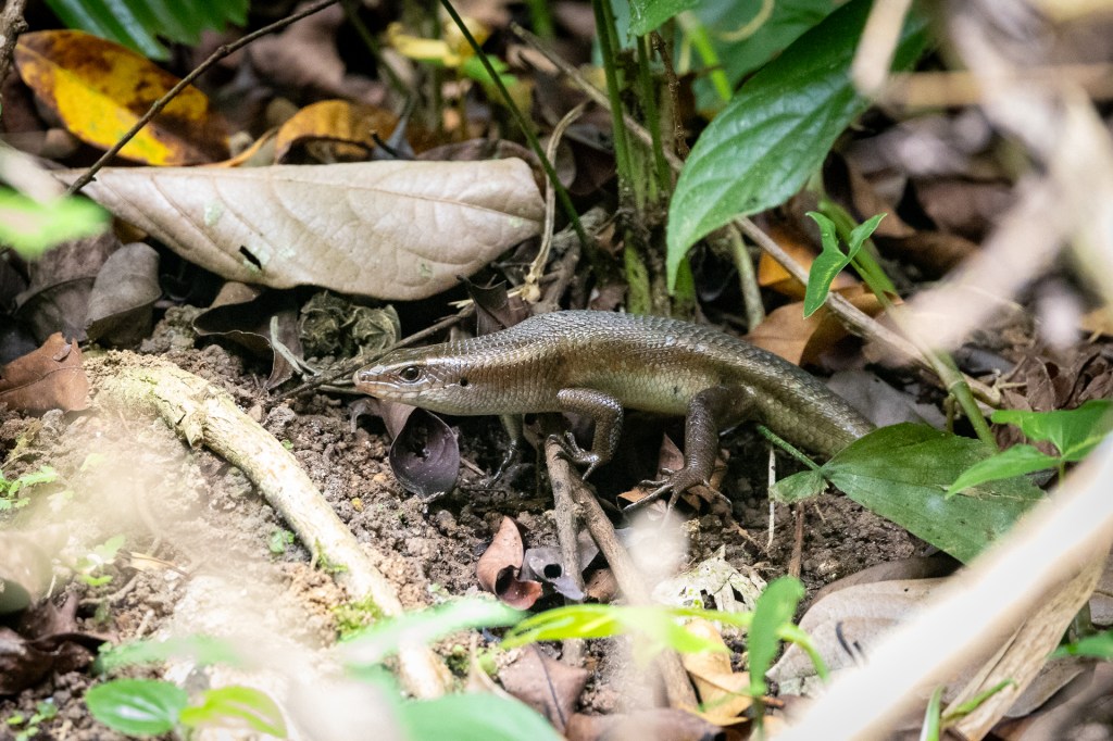 Common Sun Skink at Dairy Farm Nature Park, Singapore.