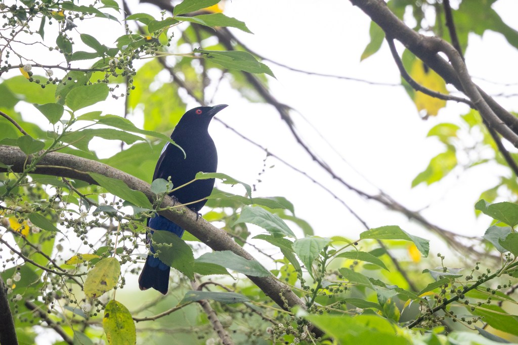Asian Fairy Bluebird at Dairy Farm Nature Park, Singapore.