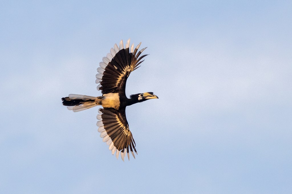 Oriental Pied Hornbill @ Singapore Botanic Gardens, Singapore.