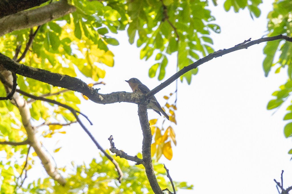 Mugimaki Flycatcher @ Singapore Botanic Gardens, Singapore.