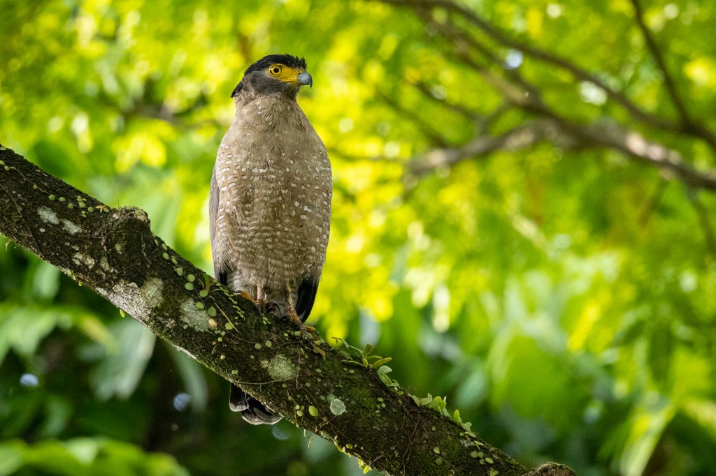 Crested Serpent Eagle @ Singapore Botanic Gardens, Singapore