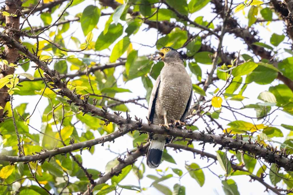 Crested Serpent Eagle @ Singapore Botanic Gardens, Singapore