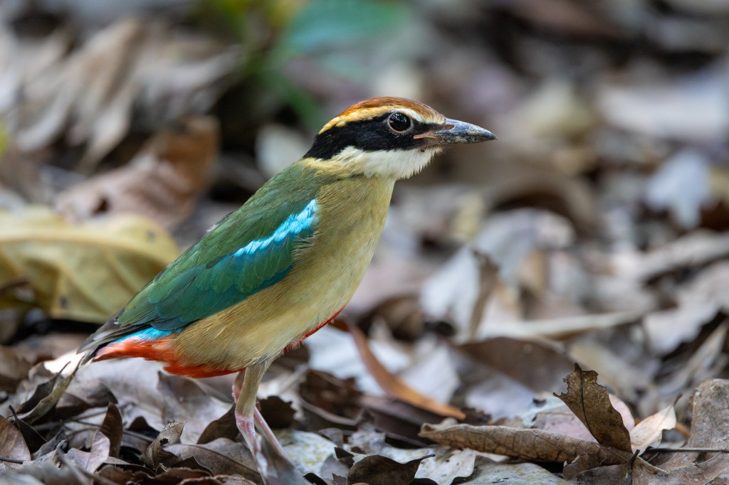 Fairy Pitta @ Singapore Botanic Gardens, Singapore.