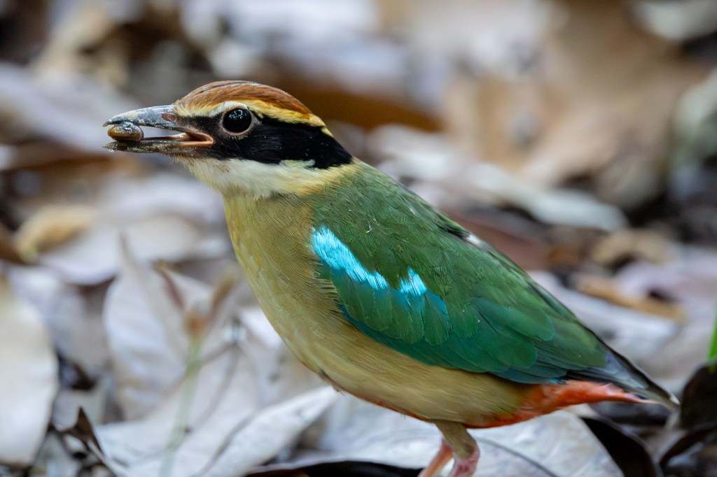 Fairy Pitta @ Singapore Botanic Gardens, Singapore.