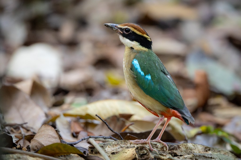 Fairy Pitta @ Singapore Botanic Gardens, Singapore.
