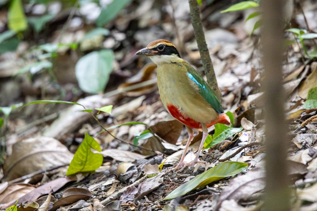 Fairy Pitta @ Singapore Botanic Gardens, Singapore.