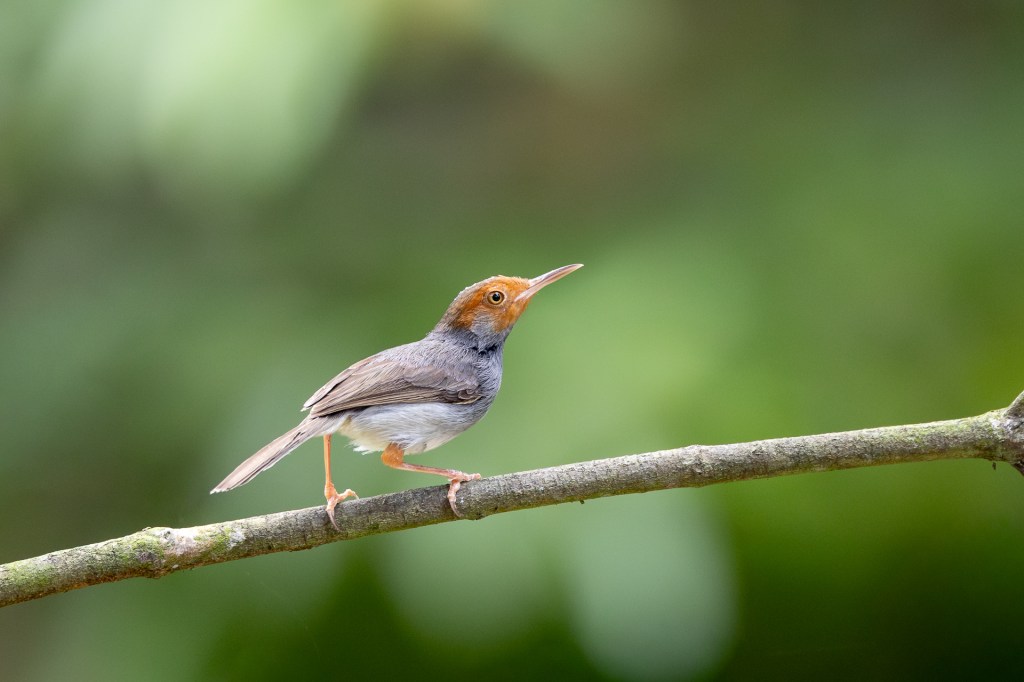 Ashy Tailorbird @ Sungei Buloh Wetland Reserves, Singapore.