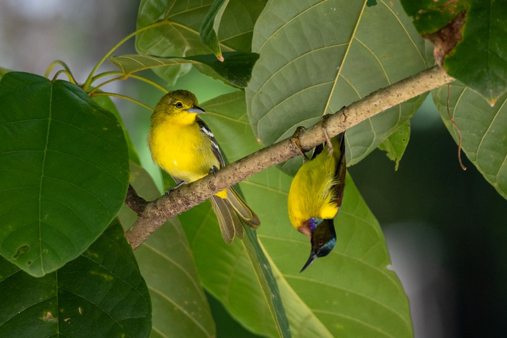 Common Iora and Ornate Sunbird @ Sungei Buloh Wetland Reserves, Singapore.