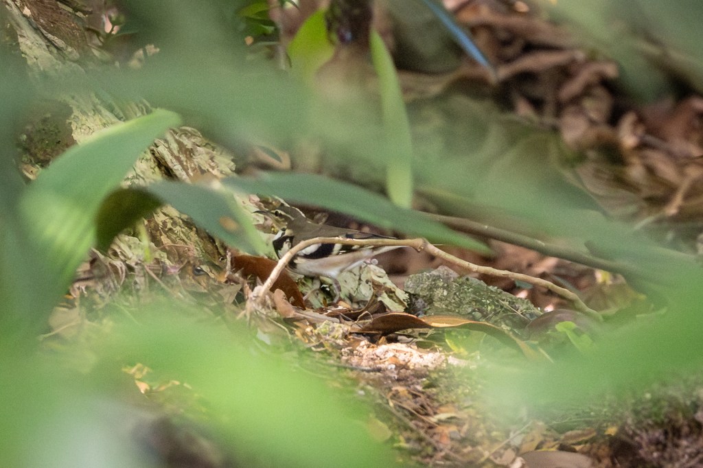 Forest Wagtail @ Sungei Buloh Wetland Reserves, Singapore.