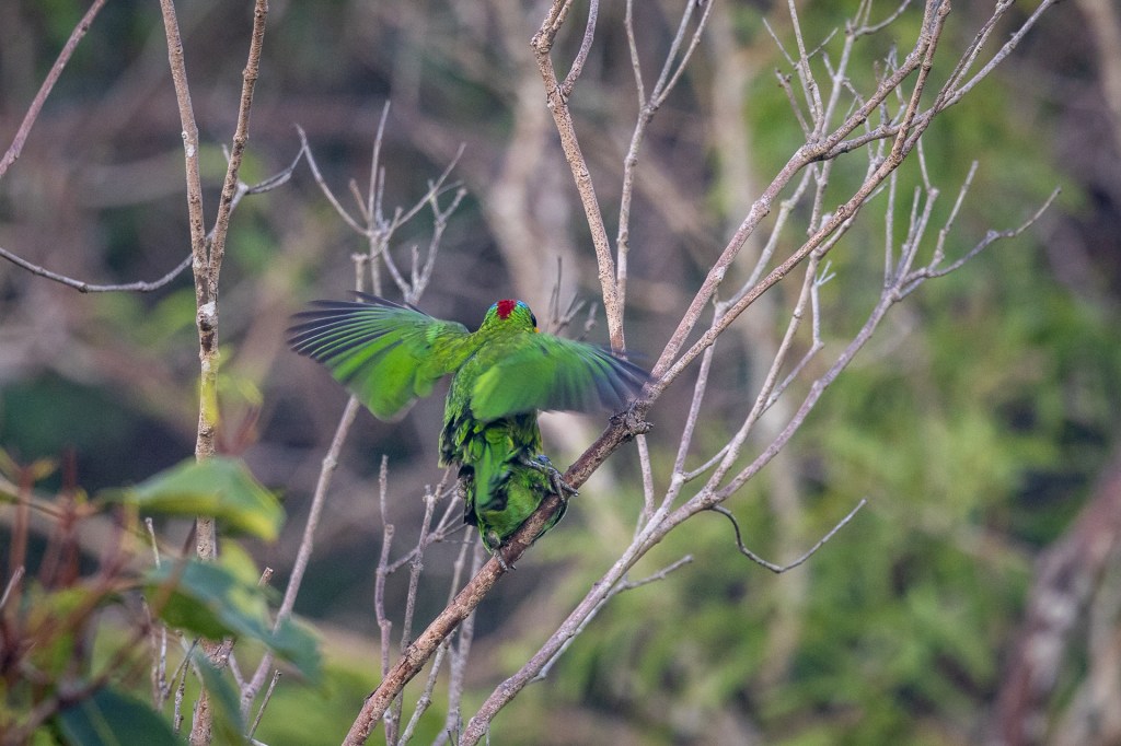 Red-crowned barbet at Jelutong Tower, Singapore.