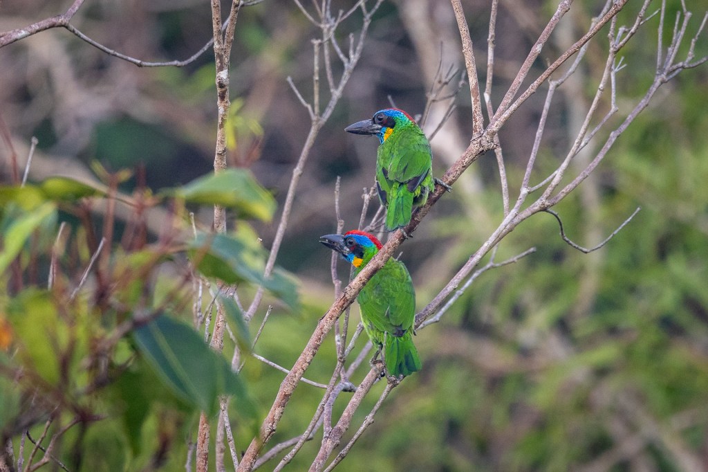 Red-crowned Barbet at Jelutong Tower, Singapore.