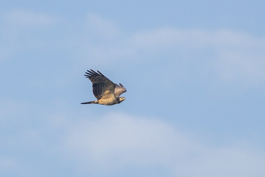 Crested Honey Buzzard at Jelutong Tower, Singapore.