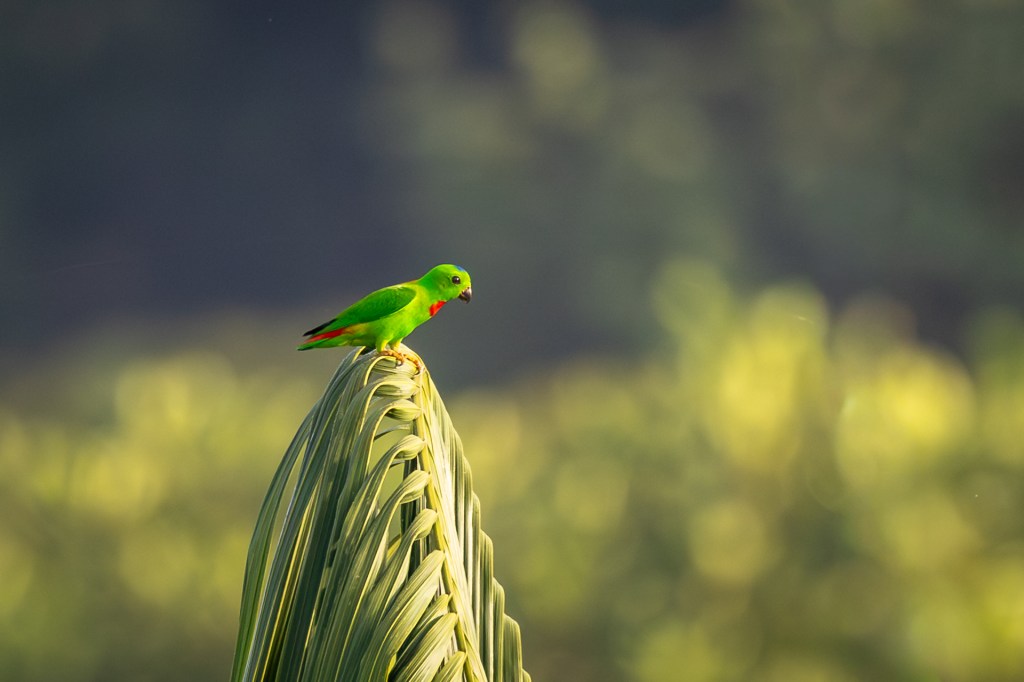 Blue-crowned Hanging Parrot at Jelutong Tower, Singapore.