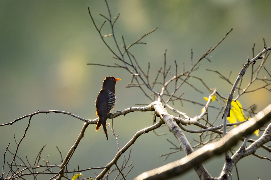 Violet Cuckoo at Jelutong Tower, Singapore.