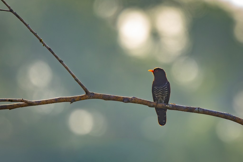 Violet Cuckoo at Jelutong Tower, Singapore.