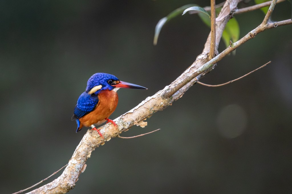 Blue-eared Kingfisher at Sungei Buloh Wetland Reserve (SBWR), Singapore.