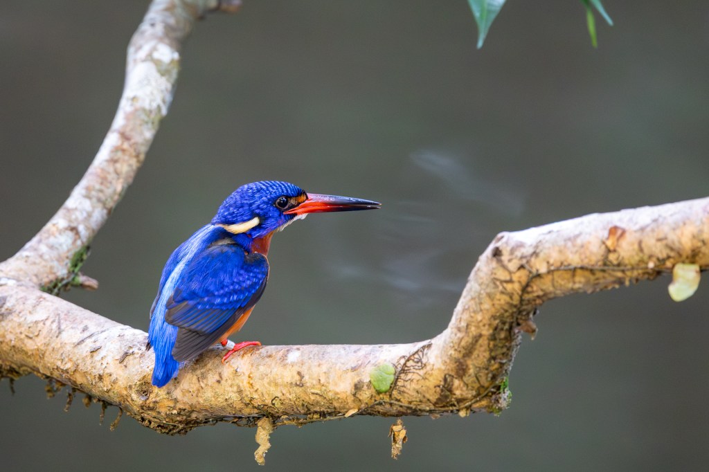 Blue-eared Kingfisher at Sungei Buloh Wetland Reserve (SBWR), Singapore.