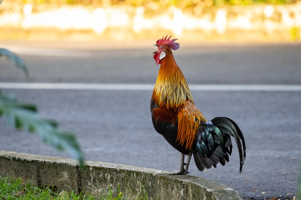 Red Junglefowl at Sungei Buloh Wetland Reserve (SBWR), Singapore.