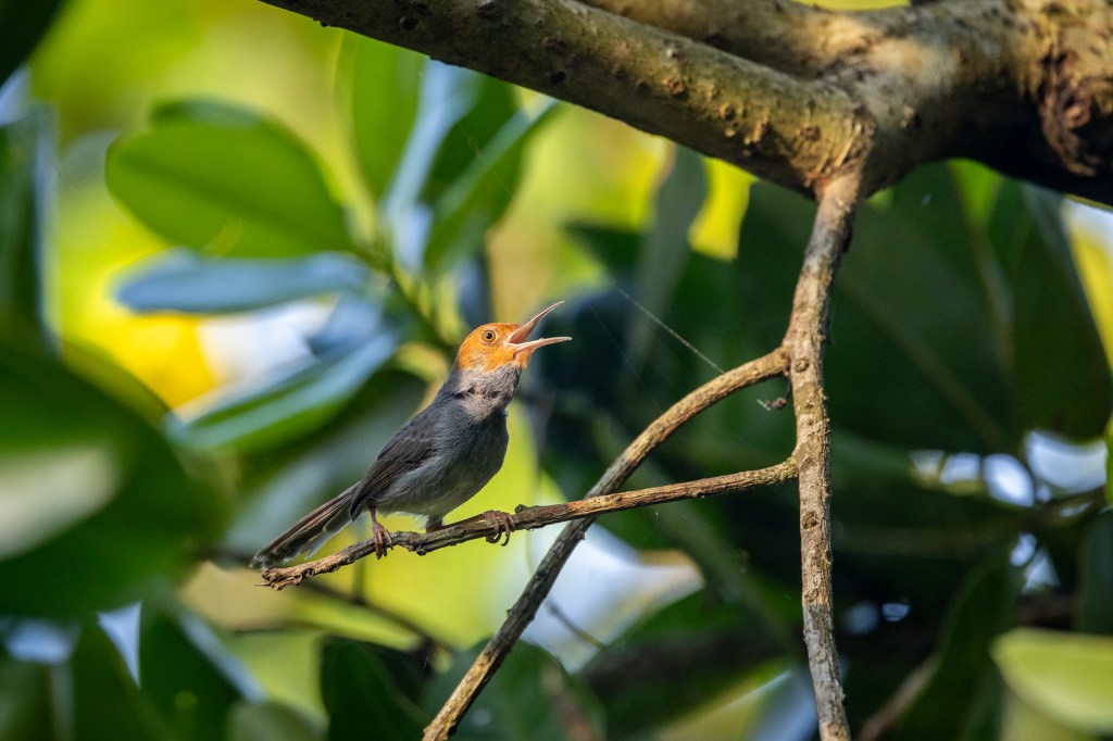 Ashy Tailorbird at Sungei Buloh Wetland Reserve (SBWR), Singapore.