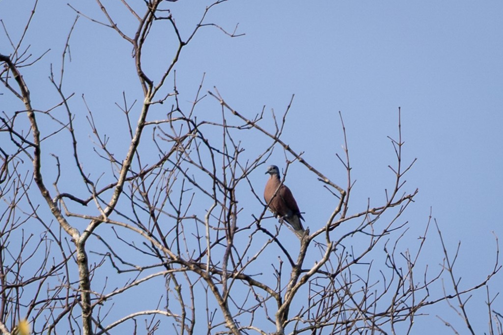 Red-collared Dove at Sungei Buloh Wetland Reserve (SBWR), Singapore.