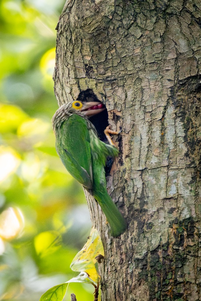 Lineated Barbet at Sungei Buloh Wetland Reserve (SBWR), Singapore.