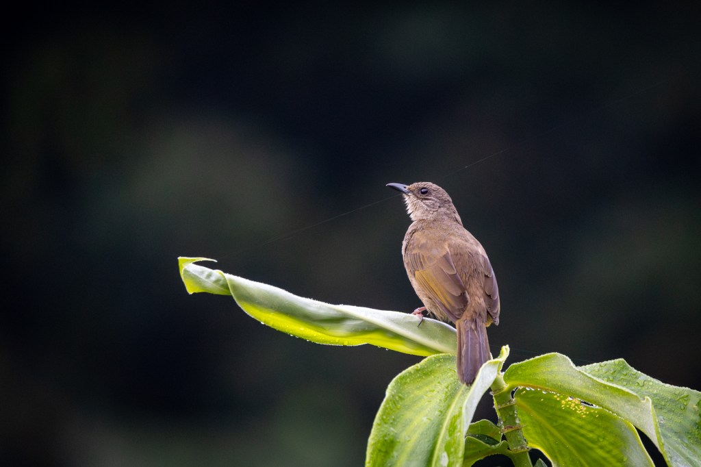 Olive-winged Bulbul at Singapore Quarry / Jalan Asas.